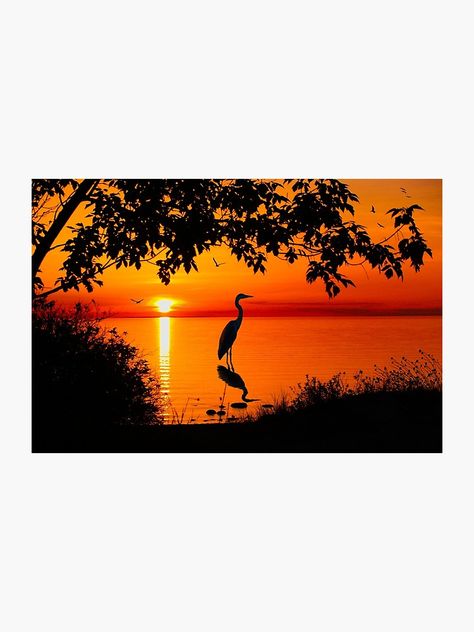 Reiher bei Sonnenuntergang Fotodruck Wildlife Silhouette, Charlevoix Michigan, John Miller, Beach Paintings, Great Blue Heron, Canvas Painting Tutorials, Michigan Usa, Sunset Nature, Sunset Art