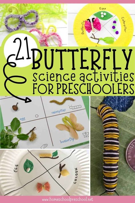 Want to learn more about caterpillars and butterflies? Use these 21 butterfly science activities for preschoolers to fill out your lesson plans or create a homeschool unit study on these fascinating insects. Life Cycle Of A Butterfly Craft Preschool, Butterfly Lesson Plans 2nd Grade, Butterflies Lesson Plans Preschool, Caterpillar Lesson Plans Preschool, Preschool Butterflies Activities, Butterfly Unit Preschool, Butterfly Science Preschool, Butterfly Lesson Plans For Toddlers, Butterfly Lesson Plans Preschool