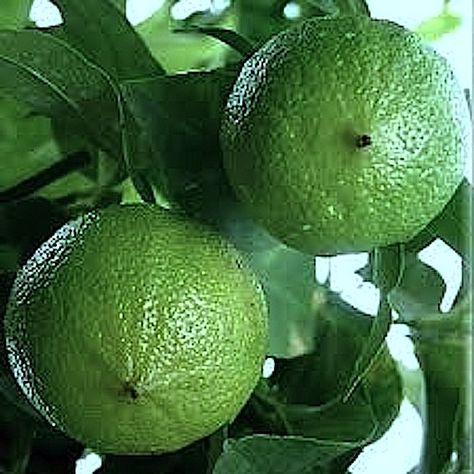 THE POWER OF BERGAMOT Tattoo Plant, Lemon Uses, Unique Vegetables, Puerto Rican Culture, Happy Farm, Citrus Aurantifolia, Bergamot Essential Oil, Bergamot Oil, Apple Seeds