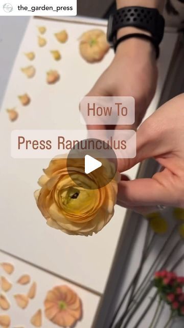 💐Flower Press Tips🌷by Berstuk on Instagram: "A few simple steps to press ranunculus!   I have a love/hate relationship with all those petals 😂   What flower do you want to learn to press next? . . . 📸 @the_garden_press 🌼💛✨  —————————————————————  #flowerpress #flowerpressing #flowerpressed #flowerpressings #flowerpressingart #flowerpressingtips #flowerpressart #flowerpresstips #flowerpresskit #flowerpressproject #flowerpressedart #flowerpressingkit #flowerpresser #flowerpresses #flowerpressersofinstagram #flowerpressingproject #berstuk #pressedflower #pressedflowerart #pressedflowerartist #pressedflowercraft #pressedflowersuk #pressingflowers #pressingflowersandleaves" How To Dry Wedding Flowers, Dried Flower Press, Wedding Flower Press, Pressed Flower Sign, Press Flowers Art, How To Press Peonies, How To Press Large Flowers, Flower Press Ideas, Pressed Ranunculus