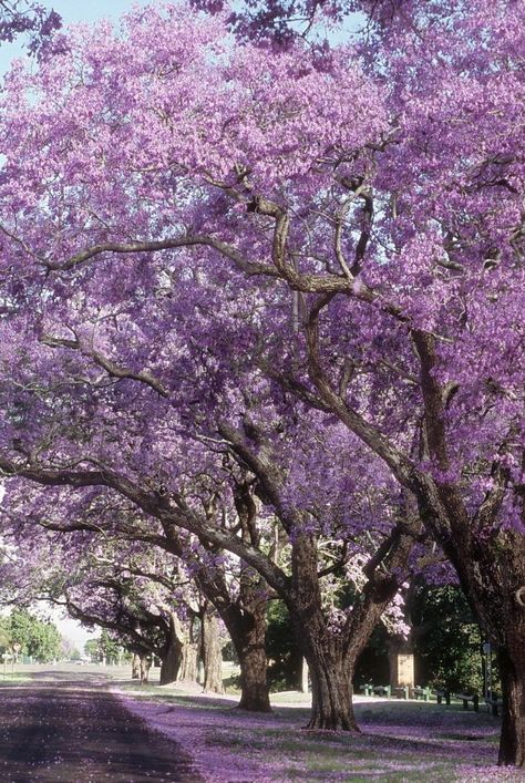 Get ready for blooms, lots of blooms. North Carolina Landscaping Front Yard, South Carolina Landscaping Ideas, Southern Garden Landscaping, Southern Landscaping Ideas, Louisiana Landscaping, Southern Flowers, Southern Landscaping, Southern Magnolia Tree, Acreage Landscaping