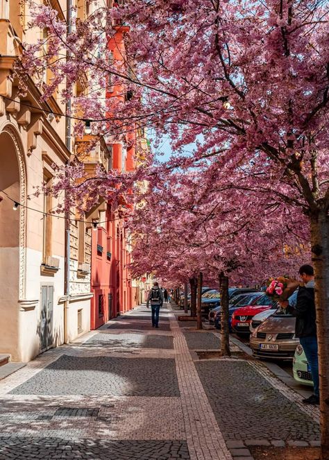 Beautiful Place Prague Spring, European Bucket List, Wedding Photoshoot Props, Art Of Love, Photoshoot Props, Prague Czech Republic, Prague Czech, I Want To Travel, 2024 Vision