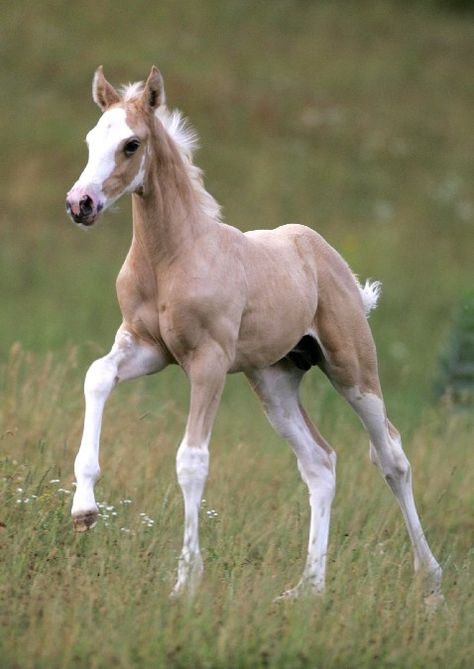 sassyponies Baby Horses, I Love Horses, Horse Photos, Pretty Horses, Love Horses, Horse Pictures, Horse Love, Donkeys, Horse Stuff