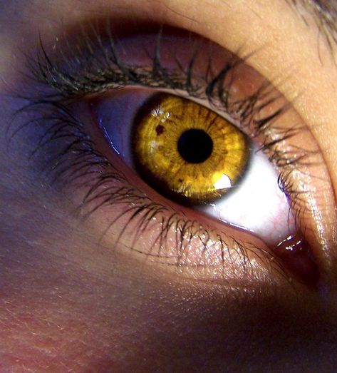 Yellow Eye Color, Howleen Wolf, Amber Eyes, Allison Argent, Scott Mccall, Golden Eyes, Black Circle, Eye Photography, Aesthetic Eyes