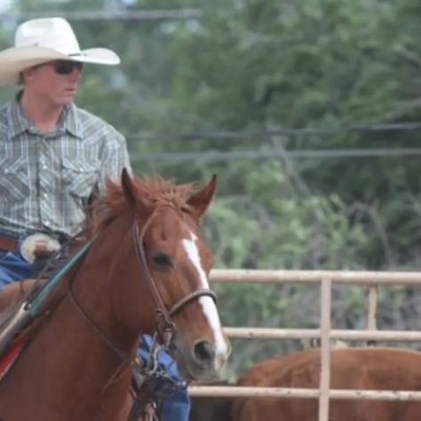 The Heel Horse’s Start with Trey Yates - The Team Roping Journal Roping Horse, Calf Roping, Steer Head, Show Horse, Team Roping, Bay Horse, Photo Stands, Horse Training, Show Horses