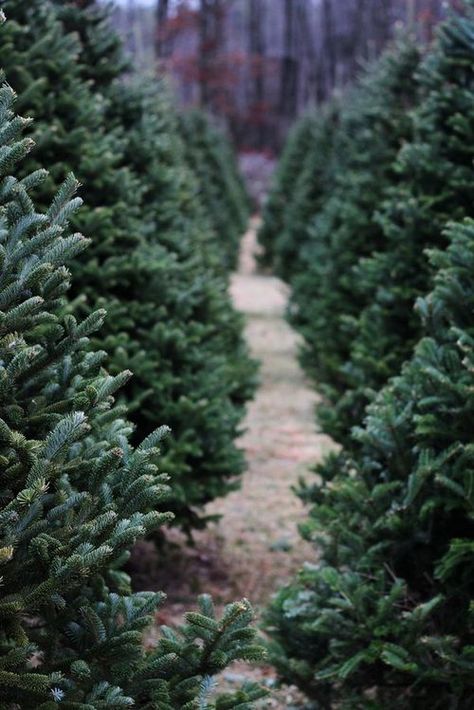 snowychocolade: Cozy blog ♥ Christmas Tree Care, Evergreen Christmas, Winter Green, Real Christmas Tree, Oh Christmas Tree, Christmas Time Is Here, Tree Care, Broken Hearts, Christmas Tree Farm