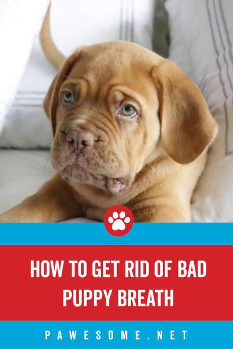 Does your puppy have bad breath? There are 4 main reasons why and we cover what you can do to get rid of it. Puppy Breath, Gum Inflammation, Liver Issues, Periodontal Disease, School Communication, Creating A Newsletter, Diy Beauty Hacks, You Are The World, Animal Hospital