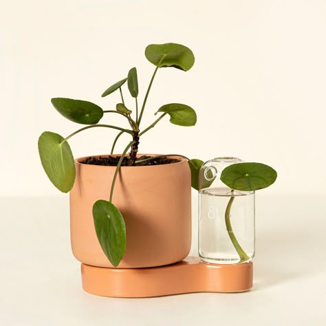 Tattoo Plant, Propagation Station, Self Watering Pots, Uncommon Goods, Self Watering Planter, Self Watering, Plant Mom, Plant Lady, Terracotta Pots