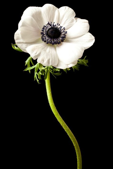 Red Anemone, Flower References, Flower Reference, White Anemone, Flower Meanings, Anemone Flower, Blooming Plants, Growing Tips, Sugar Flowers