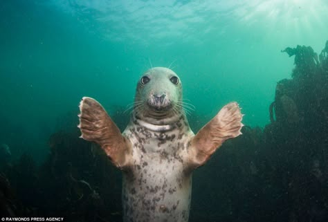 Spencer Burrows, another underwater photographer, was approached by another grey seal in the same area, who held his arms out for a hug Goofy Animals, Ehlers Danlos Syndrome Awareness, Dolphin Photos, Grey Seal, Elephant Seal, Otaru, Cute Seals, Underwater Photographer, A Seal