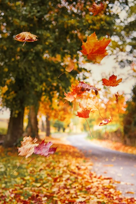 #fall Autumn Leaves Falling, Leaves Falling, I Love Autumn, Autumn Love, Seasons Autumn, Love Autumn, Rumi Quotes, Autumn Days, Autumn Scenery