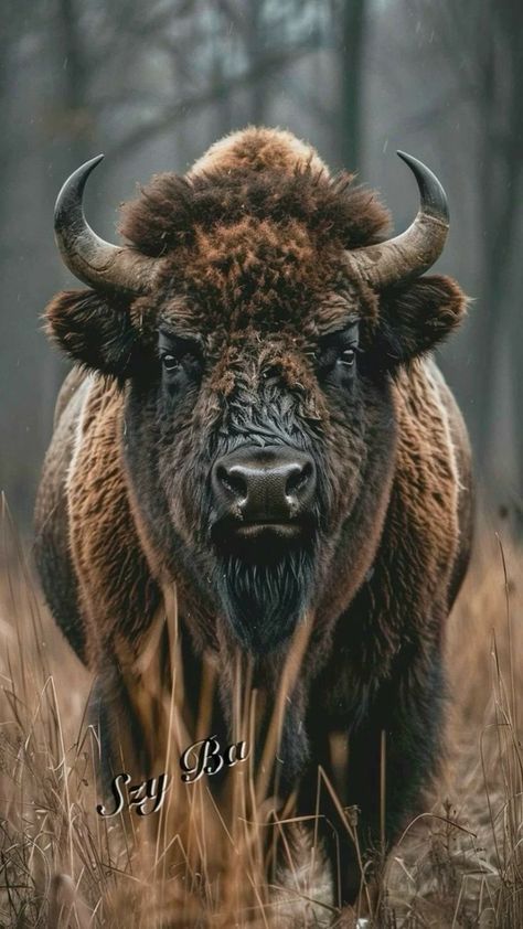 Bison Portrait, Bison Tattoo, Bison Photography, Bison Photo, Most Dangerous Animals, Buffalo Painting, Buffalo Animal, Bison Art, Animal Photography Wildlife