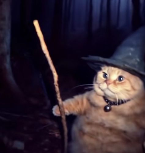 Cat Sorcerer, Hobbit Dinner, Cottage Core Cat, Medieval Cat, Witch Cats, Cat Mood, Worst Witch, Funny Animal Images, Wizard Cat