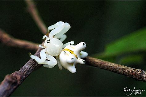 Might be most beautiful insect in the Universe | Design Swan Arachnids Spiders, Spiders And Snakes, Beautiful Universe, Cool Insects, Beautiful Insects, Creepy Crawlers, Cool Bugs, A Bug's Life, Beautiful Bugs