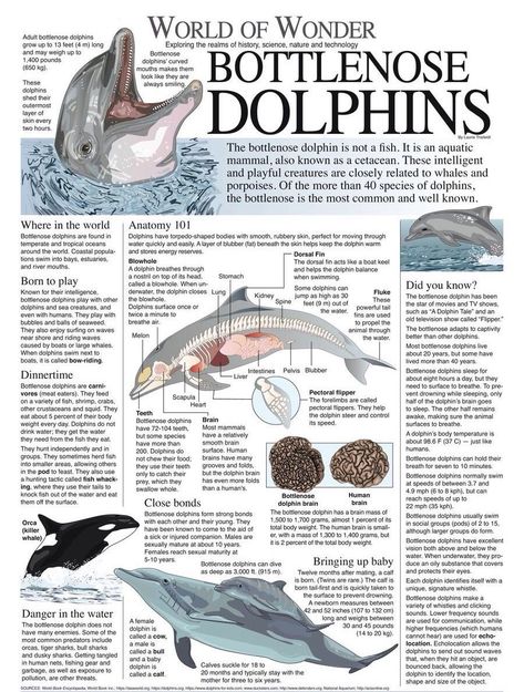 Oceanography Marine Biology, Marine Poster, Science Infographics, Biology Poster, Animal Infographic, Ocean World, World Of Wonder, Biology Notes, Animal Science