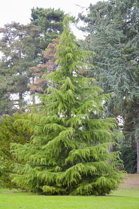 The Deodar cedar (Cedrus deodara) is an evergreen conifer tree that is favored for its weeping habit. It's used as a specimen tree and to line streets. Evergreen Landscaping Ideas, Pinus Tree, Plant Screen, Evergreen Landscaping, Deodar Cedar, Cedar Plant, Conifer Garden, Cedrus Deodara, Conifers Garden