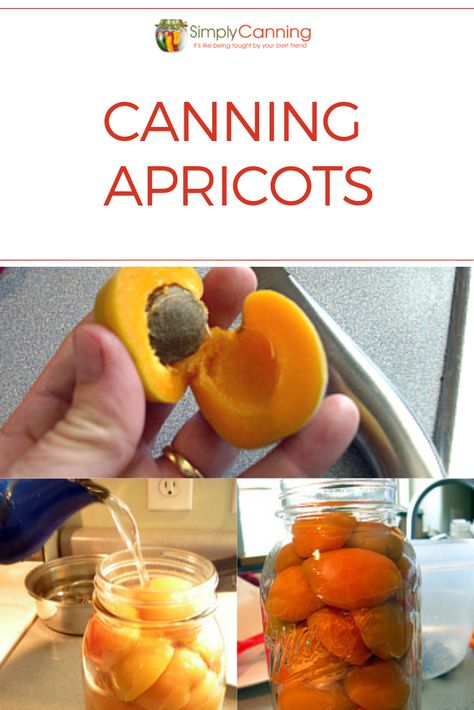 Canning apricots is safe to water bath can due to the high acidity. In this tutorial, #SimplyCanning shows you how easy it is to can apricots. Recipes included for light and heavy syrup too! #CanningApricots