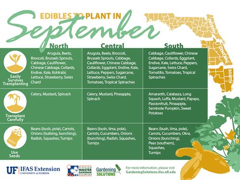 Vegetables to Plant in September - Gardening Solutions - University of Florida, Institute of Food and Agricultural Sciences Planting Calendar, Florida Gardening, Garden Calendar, Fall Vegetables, Fall Garden Vegetables, Organic Soil, Chinese Cabbage, Strawberry Plants, Land Use