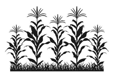 Cornstalk Tattoo, Maize Field, Corn Vector, Crops Farm, Farm Silhouette, Maize Plant, Corn Drawing, Corn Farm, Field Corn