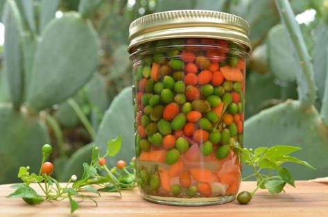 Pickled pequin peppers (Chile pequin en escabeche) Chile Pequin, Chili Pequin, Pickle Vegetables, Canning Chili, Canning Peppers, Ranch Recipes, Mexican Chili, Chile Recipes, Canning Pickles