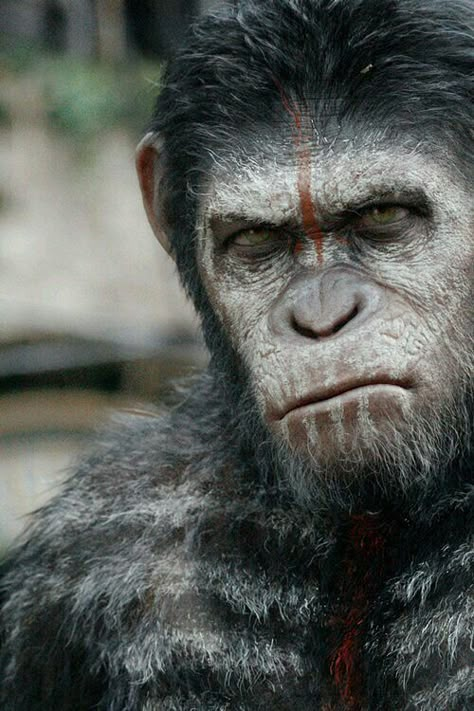 Ceasar - Dawn of The Planet of The Apes Lunges Workout, Plant Of The Apes, Apes Together Strong, Planet Of Apes, Dawn Of The Planet, Regard Animal, Andy Serkis, Gorilla Tattoo, Monkey Art