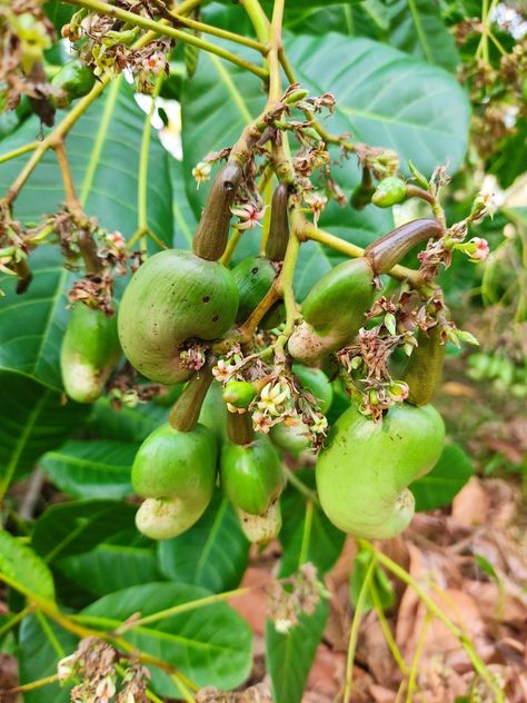 Here's how cashew looks when it is young. Cashew Apple, Cashew Tree, Tree Photography, Evergreen Trees, Photo Tree, Apple Accessories, Cashew, Sri Lanka, Nuts