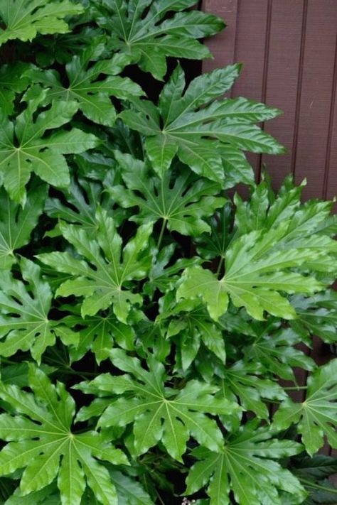 Japanese Aralia, Fatsia Japonica, Japanese Garden Ideas, Hardiness Zones, Japanese Garden Design, Paper Plants, Foundation Planting, Plant Diseases, Garden Shrubs