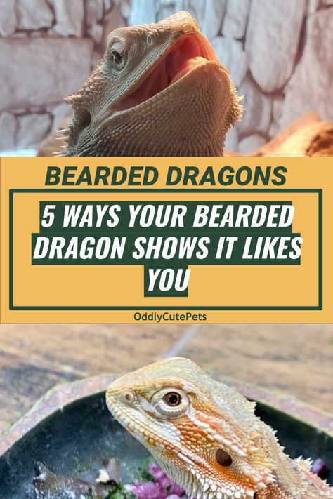 Bearded Dragons are one of the few reptiles who show they like humans. Learn how these pet lizards show their affection or that they like you. [GUIDE] Bearded Dragon Harness, Bearded Dragon Terrarium Ideas, Terrarium Care, Bearded Dragon Clothes, Lizard Habitat, Bearded Dragon Diy, Dragon Terrarium, Reptile Pets, Special Animals