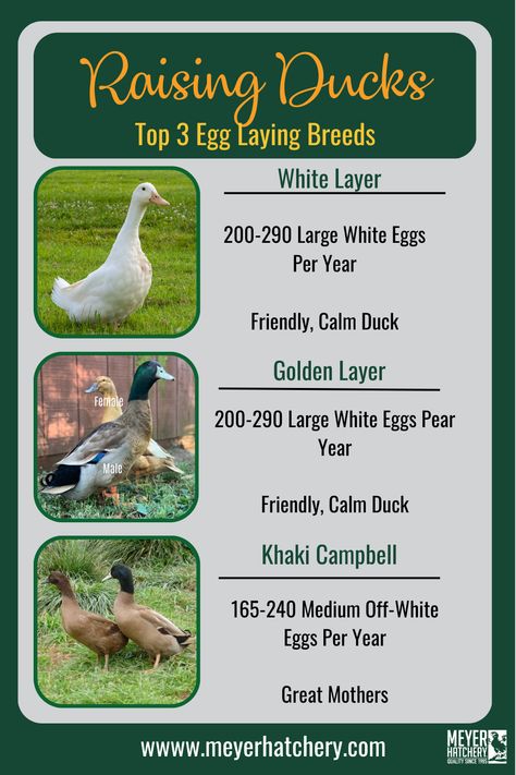 What are the best ducks for laying eggs? Khaki Campbell, Golden Layer and White Egg layers! Great alternative to chicken eggs Duck Vs Chicken Eggs, Best Ducks For Homestead, Duck Breeds For Eggs, Keeping Ducks And Chickens Together, Duck Eggs Vs Chicken Eggs, Raising Ducks For Eggs, Duck Breeds Chart, Duck Care For Beginners, Homesteading Ducks