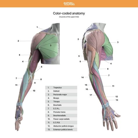 ArtStation - Upper-limb color-coded anatomy, Anatomy For Sculptors Anatomy Books For Artists, Forearm Anatomy, Arm References, Simplified Anatomy, Animal Structure, Muscle Study, Upper Limb Anatomy, Muscular Anatomy, 3d Wireframe