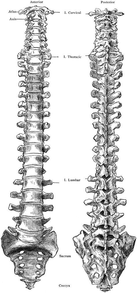 spine Spine Front View, Spine Vertebrae Anatomy, Spinal Column Tattoo, Human Spine Drawing, Skeleton From Behind, Spine Drawing Sketches, Skeleton Back View, Skeleton Reference Drawing, Spine Sketch