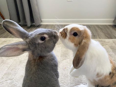 Cute Animals Couple, 2 Bunnies Together, Puppy And Bunny Together, Cute Bunny Couple, Bunny Kiss, Bunnies Kissing, Animals Cuddling, Bunny And Dog Together, Cute Animals Kissing