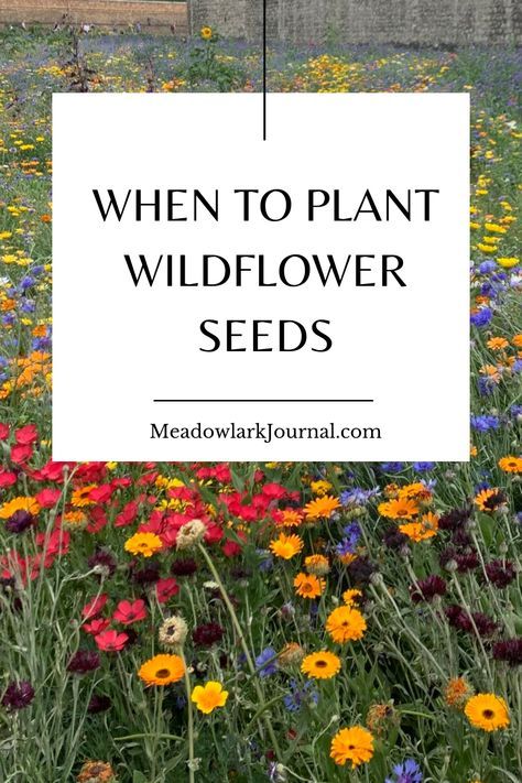 Planting Wildflower Seeds In Fall, How To Start A Wildflower Garden, Wildflower Garden Aesthetic, Planting Wildflowers Landscapes, Growing Wildflowers From Seeds, Wildflower Seeds Planting, How To Grow Wildflowers From Seed, When To Plant Wildflower Seeds, Wildflower Meadow Garden