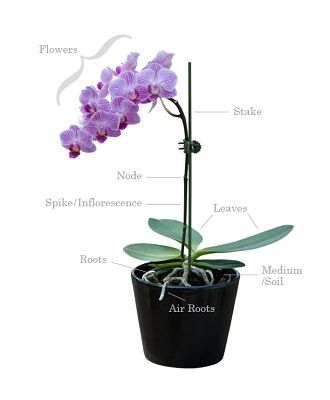 phalaenopsis orchid air root Caring For Orchids, Orchid Terrarium, Phalaenopsis Orchid Care, Orchid Plant Care, Orchid Seeds, Orchids Care, Flowers Orchids, Growing Orchids, Orchid Plant