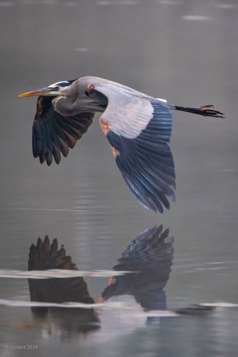 Heron Photography, No Ego, Heron Tattoo, Heron Photo, Fly Drawing, Heron Art, Grey Heron, Great Blue Heron, Shorebirds