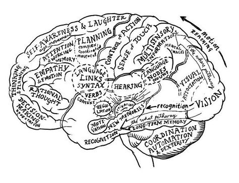 Brain map -- corrected by dgray_xplane, via Flickr Ap Psych, Ap Psychology, Brain Mapping, Brain Facts, Brain Anatomy, Cognitive Science, The Human Brain, Anatomy Physiology, Human Brain