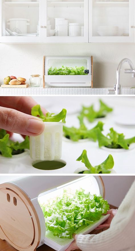 Countertop Hydroponic Gardens Are Making It Easy To Grow Your Own Greens Growing Food Indoors, Smart Farm, Indoor Vegetables, Indoor Farming, Hydroponic Garden, Hydroponic Farming, Hydroponics Diy, Hydroponic Growing, Indoor Vegetable Gardening