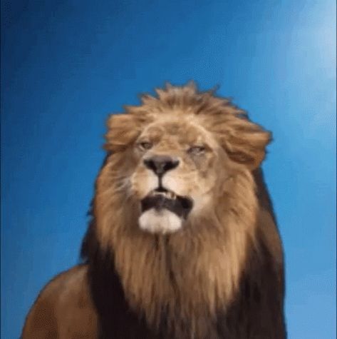 Lion Gif, Shaking Gif, Lion King Video, Lion Roar, Il Re Leone, Lion Love, Roaring Lion, Beautiful Night Images, King Of The Jungle