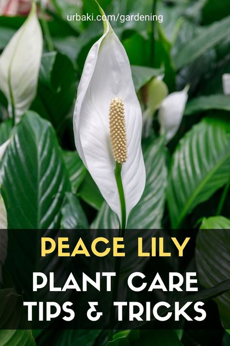 This video will teach you tricks & tips for keeping your Peace Lily houseplant healthy & happy as an indoor plant! The care needs for peace lily are simple. We all live in different home environments so just keep a good watch on your plant so you know how to care for the plant. If you notice a warning sign such as; drooping, discoloration, stunted growth, & abnormal things like that make changes to your routine! #urbakigardening #gardening #peacelily #plantcare #tipsplant #tricksplant Growing Aloe Vera Plant, Peace Lily Indoor, Peace Lily Plant Care, Peace Lily Flower, Peace Lily Care, Growing Aloe Vera, Lily Plant Care, Peace Lillies, Lily Care