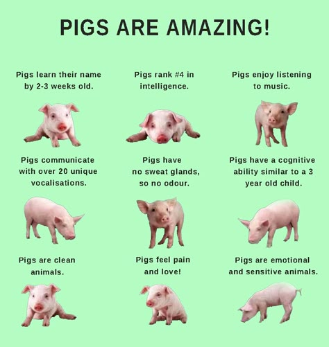 Animal Cruelty Art, Mini Pig Pet, Quotes About Animals, Pig Pet, Vegan Facts, Vegan Memes, Animal Activism, Animal Agriculture, Vegan Quotes