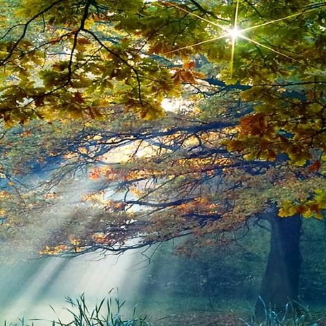 Forest Sunrise, Fairytale Forest, Rays Of Light, A Pond, Gandalf, Alam Yang Indah, Let There Be Light, Beautiful Tree, Amazing Nature