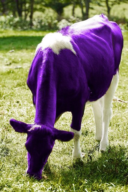 Purple Cow by miletbaker, via Flickr Purple People Eater, People Eater, Purple People, Purple World, Purple Kitchen, Purple Animals, Purple Cow, Purple Stuff, Everything Purple