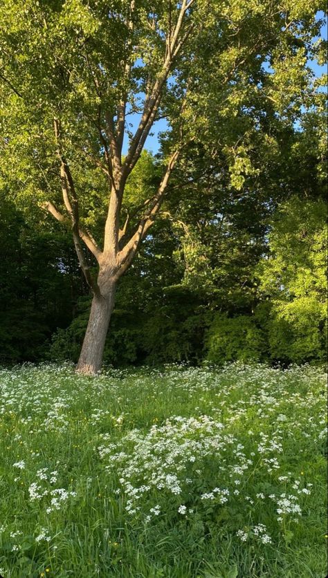 Cottagecore Aesthetic Scenery, Cottage Core Field, Nature Aesthetic Green Forest, Flower Field Cottagecore, Usa Landscape, Nature Aesthetic Mushroom, Nyc Sunset, Trees Beautiful, All The Bright Places