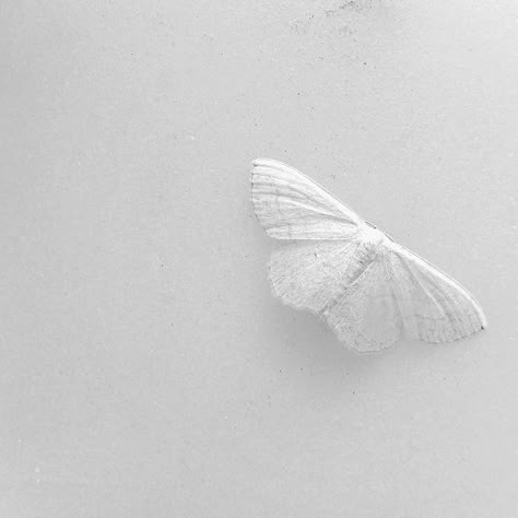 midnightmartinis:  a silent on the stone - by fiyvis White Aesthetics, Rainbow Aesthetic, Aesthetic White, Foto Art, Black And White Aesthetic, White On White, White Butterfly, Aesthetic Colors, Shades Of White