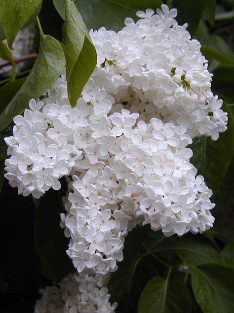 White Lilacs Lavender Bushes, White Lilacs, Lilac Bush, Lilac Painting, Syringa Vulgaris, Lilac Bushes, White Lilac, Moon Garden, Lilac Lavender