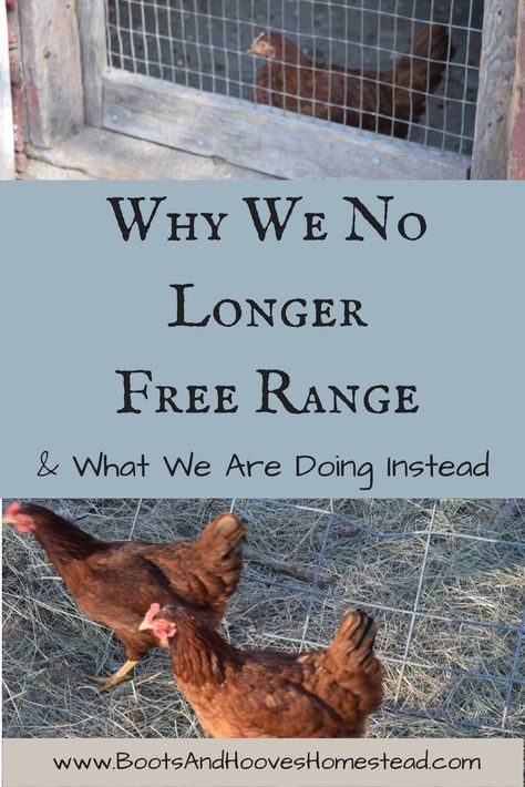 Why We No Longer Free Range (and what we are doing instead). Free range chickens. Homestead chickens. Predator control. Chicken keeping. Raising Turkeys, Chicken Raising, Homestead Animals, Chicken Tractors, Urban Chickens, Chicken Care, Chicken Life, Chickens And Ducks, Chicken Keeping