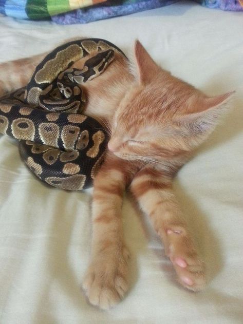 Cool Pet Snakes, Snakes Being Cute, Pretty Snakes Beautiful, Pet Snake Aesthetic, Cute Snake Art, Cat And Snake, Snakes Cute, Snakes Pet, Snakes With Hats