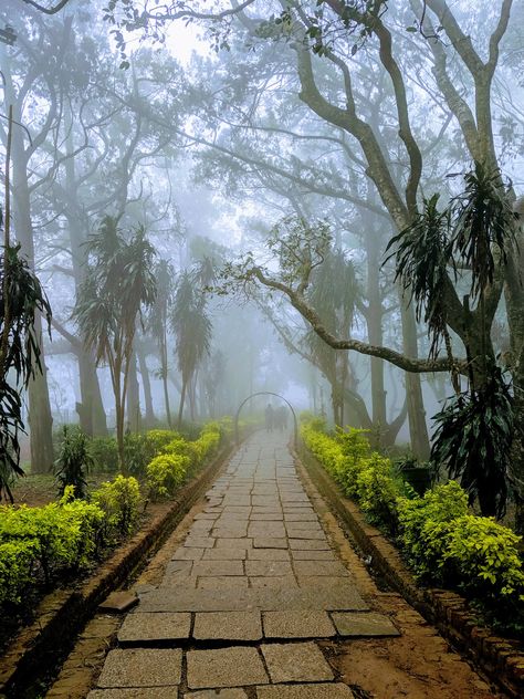 gray pathway between trees photo – Free Nandi hills Image on Unsplash Nandi Hills Bangalore, Nandi Hills, City Life Photography, Bangalore City, Photoshop Digital Background, Cb Background, Blur Photo Background, Background Images For Editing, Woods Photography