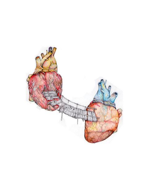 Human Hearts, Anatomical Heart Art, Heart Illustration, Medical Art, Anatomical Heart, Human Heart, Art Et Illustration, Wallpapers Iphone, Anatomy Art