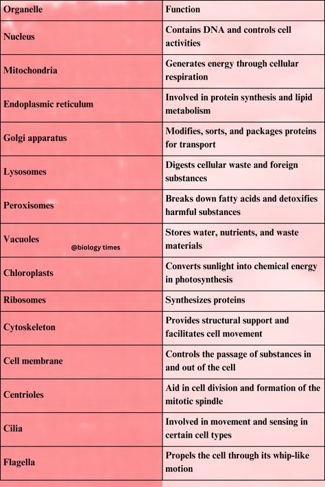 cellular organelles and their function Cell Function And Structure, Cell Physiology Notes, Cell Organelles Diagram, Organelles Notes, Cell Membrane Notes, Cell Organelles Notes, Cell Organelles Functions, Cell Structure And Function Notes, Organelles And Their Functions